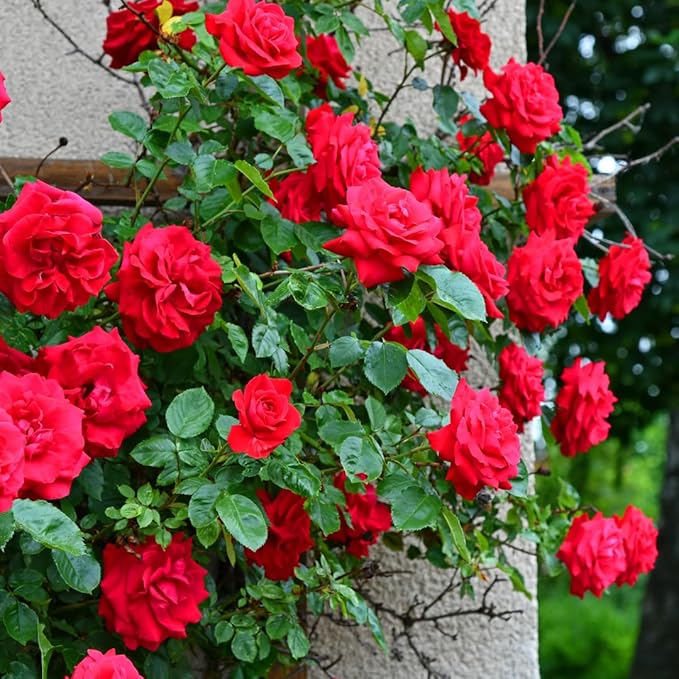 Twisora™ Elegant Climbing Rose Flower Seeds